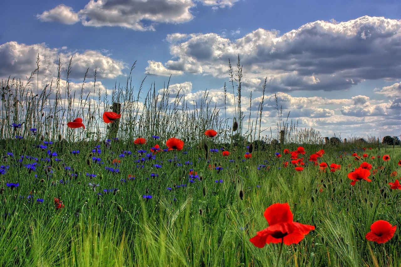 Landgoeddag Haarzuilens
