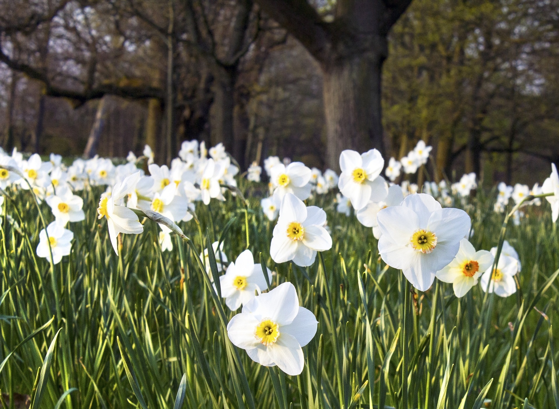 Lentekriebels – spring fever