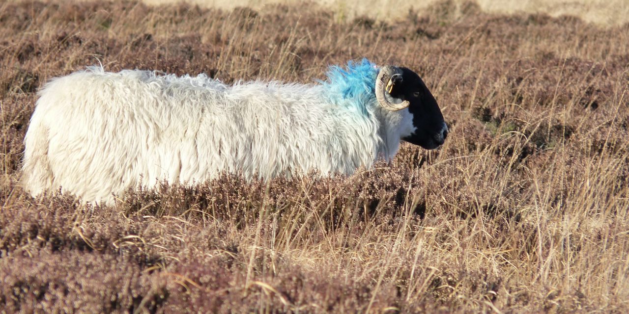 De schapen worden geschoren!