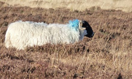 De schapen worden geschoren!