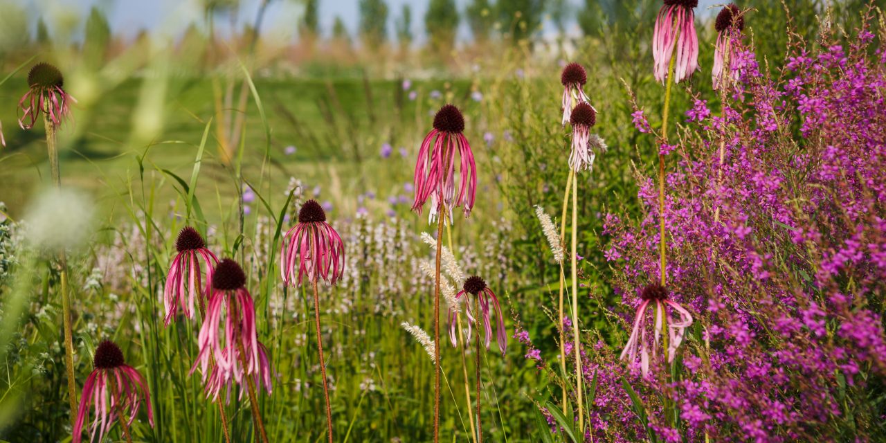 Inspiratie: De Vlinderhof in het Maximapark – Utrecht