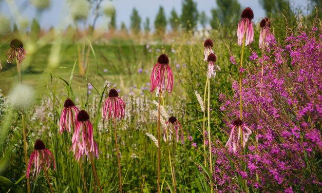 Inspiratie: De Vlinderhof in het Maximapark – Utrecht