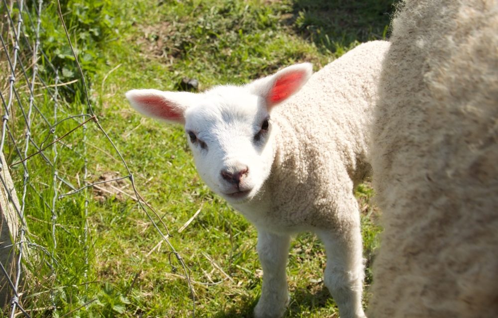 Lammetjesdag