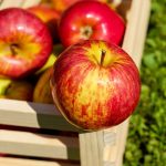Workshop cider maken