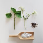 Workshop plantaardig verven