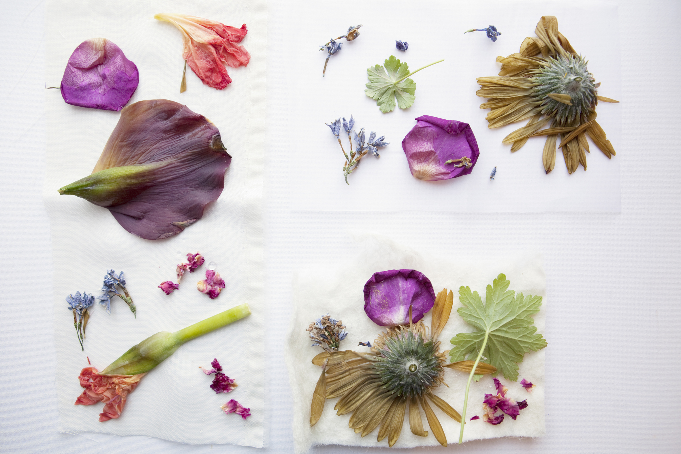 Eco print: wonderlijke afdrukken van de natuur