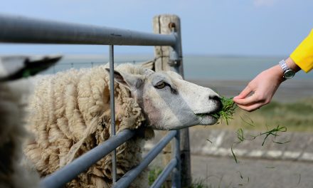 Organisch groeien