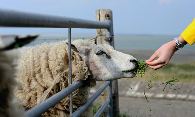 Organisch groeien