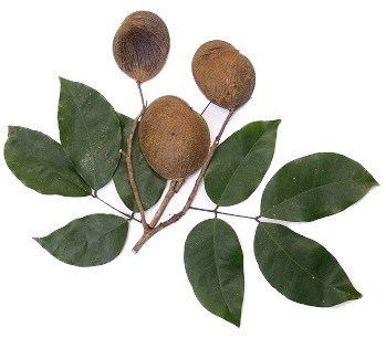 Etherische olie Copaiba - Afbeelding 2