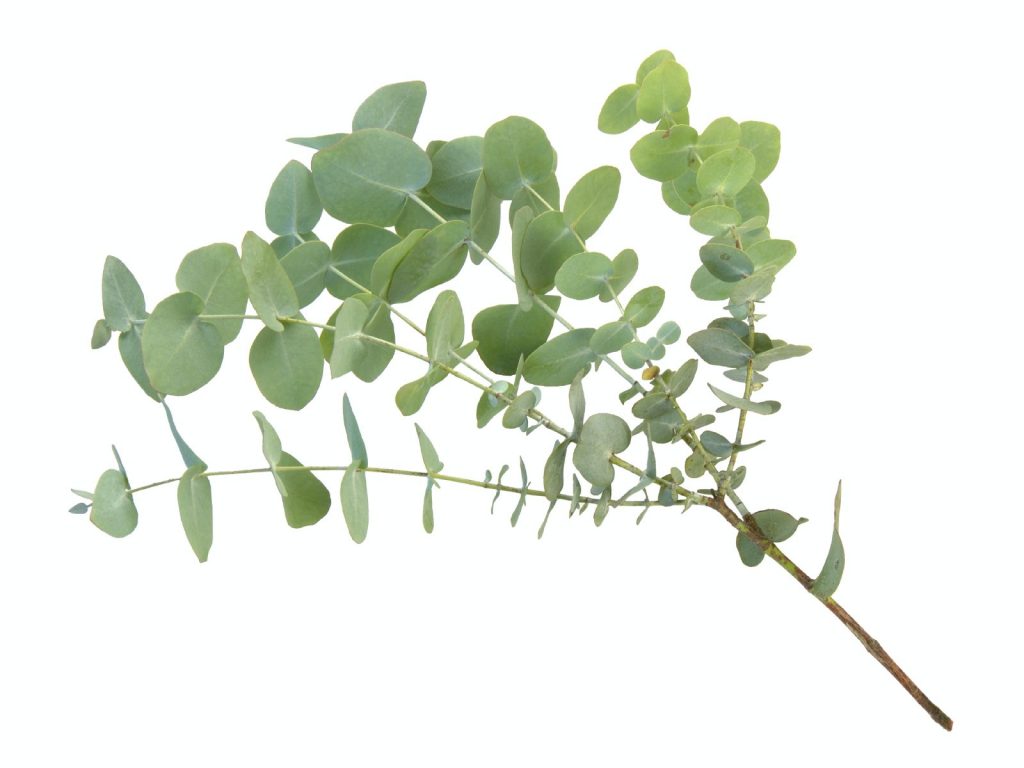 Etherische olie Eucalyptus - Afbeelding 2