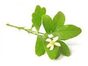 Etherische olie Amyris - Afbeelding 2