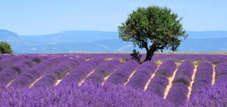 Etherische olie Lavendel - Afbeelding 3
