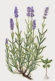 Etherische olie Lavendel - Afbeelding 2