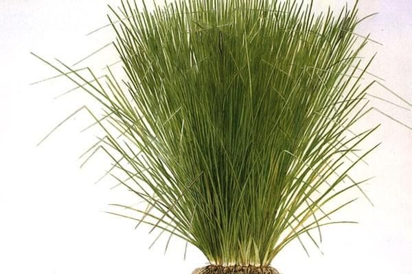 Etherische olie Vetiver - Afbeelding 2
