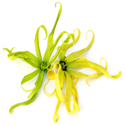 Etherische olie Ylang ylang - Afbeelding 2