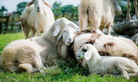 Workshops wolvilten: ontdek de magie