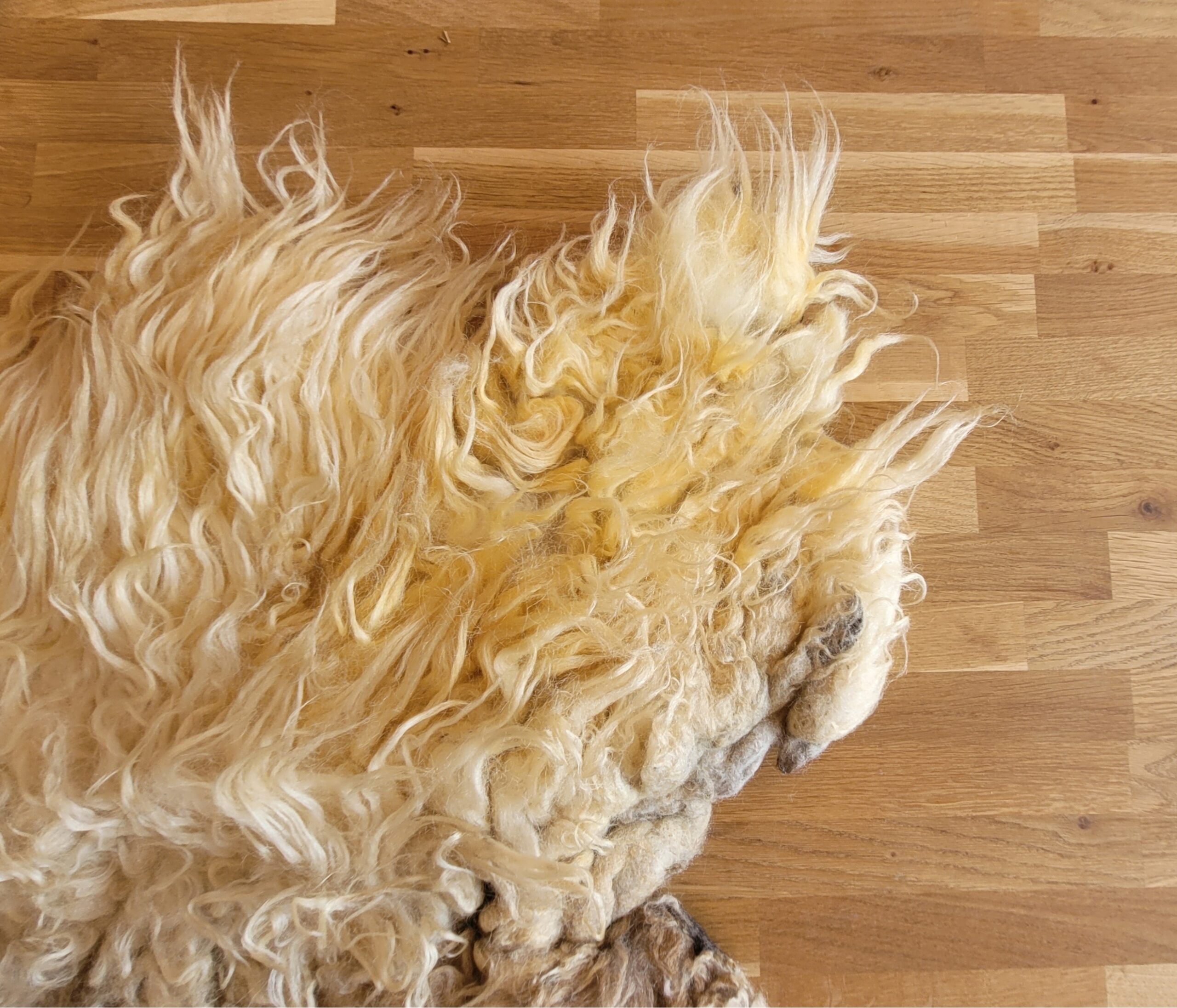 Schapenvacht Alison Ginger 100 x 130 - Afbeelding 2