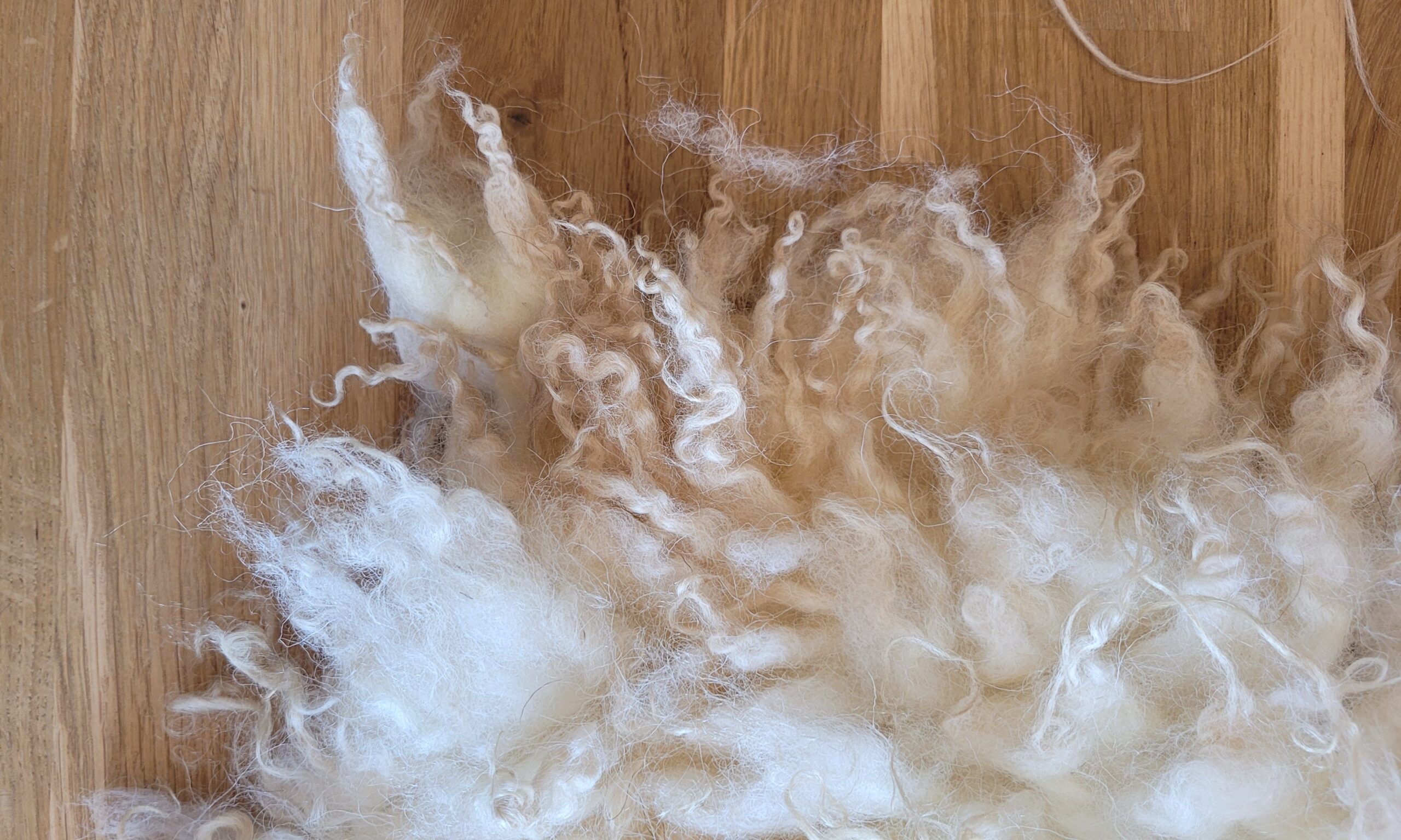 Schapenvacht Golden Fleece 50 x 70 - Afbeelding 2