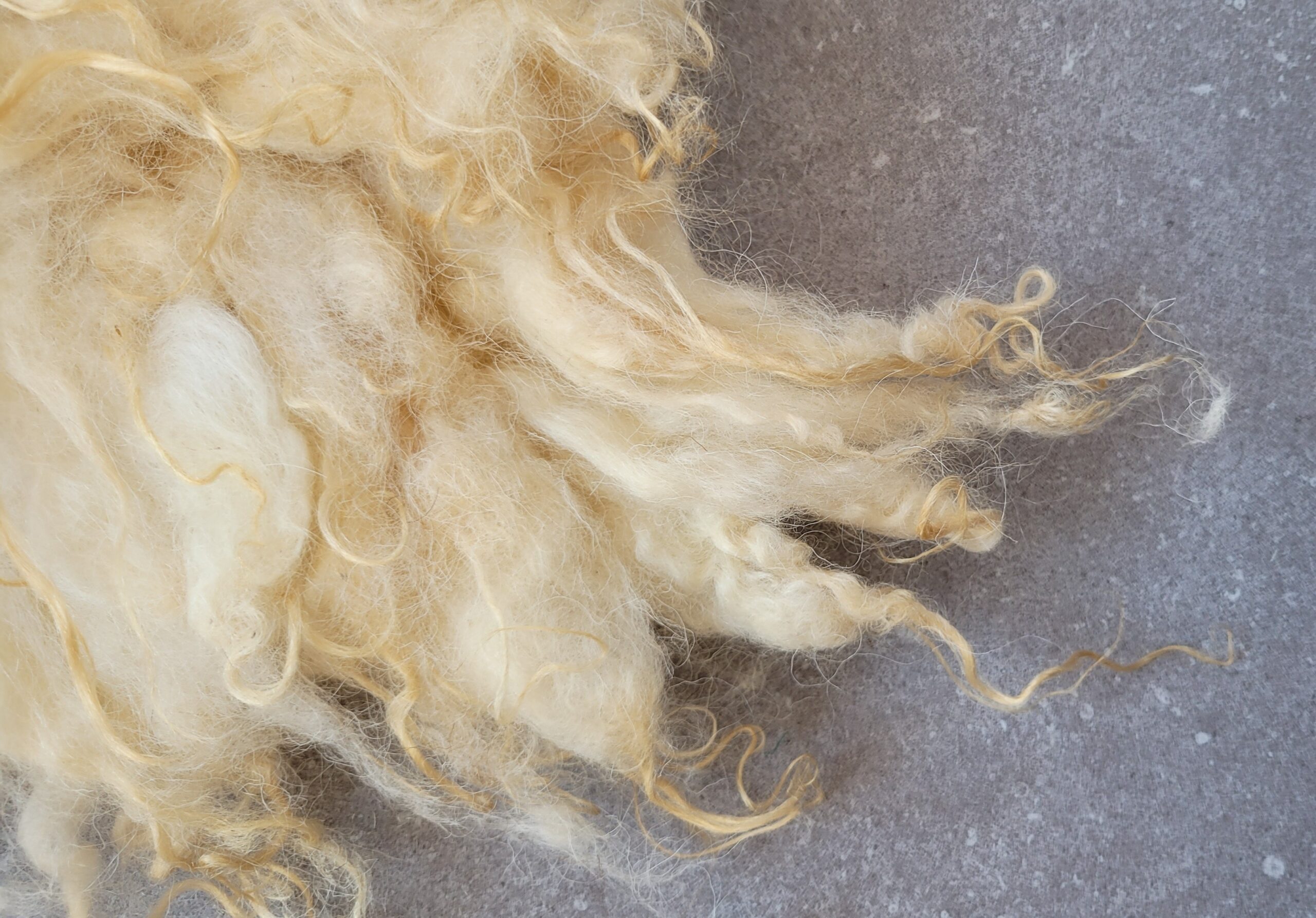 Schapenvacht Golden Fleece 45 x 75 - Afbeelding 3