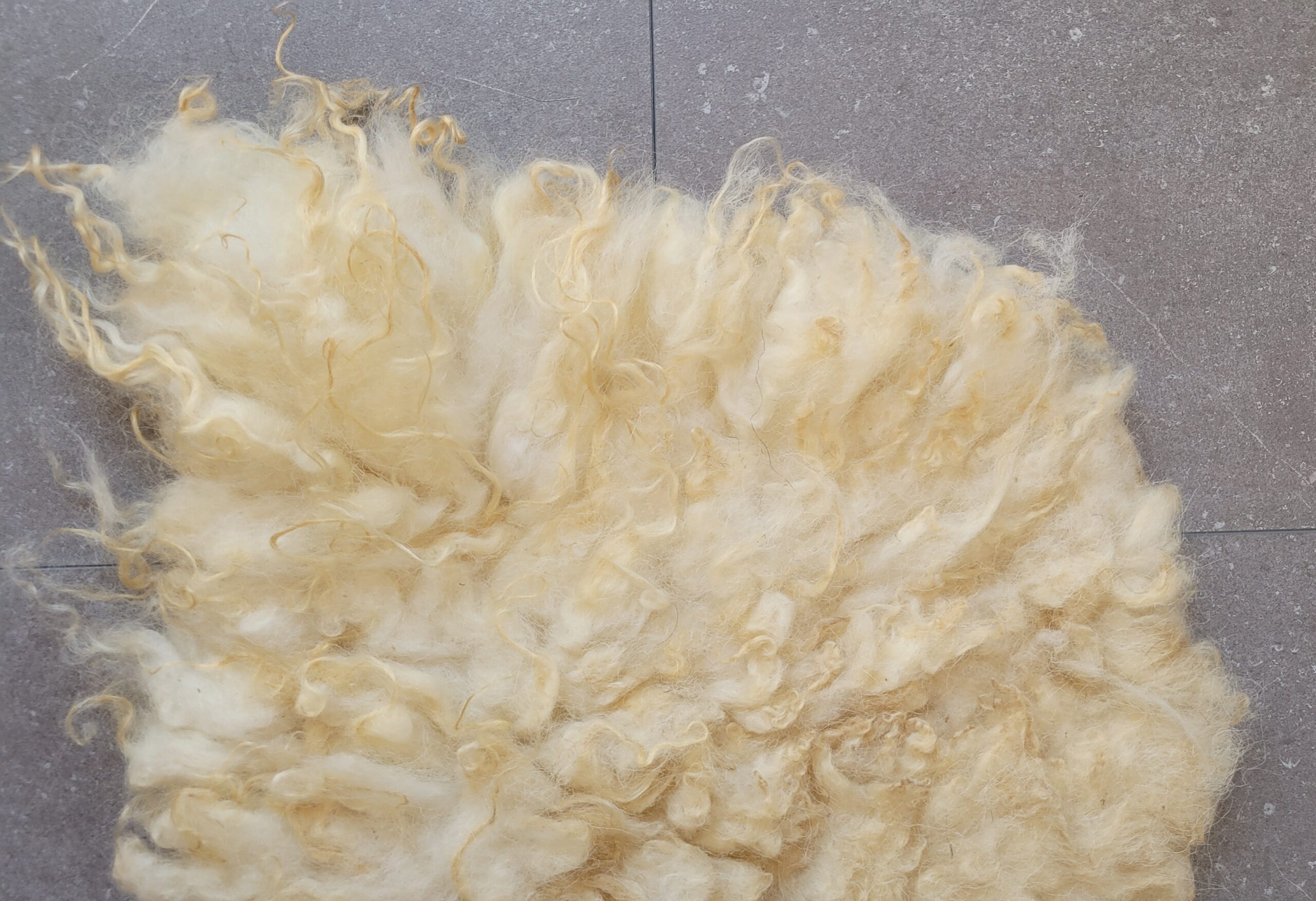 Schapenvacht Golden Fleece 45 x 75 - Afbeelding 2